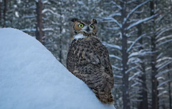 Winter, snow, trees, owl, bird, the snow, Virgin Filin