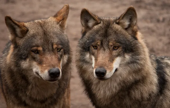 Pair, wolves, two, grey