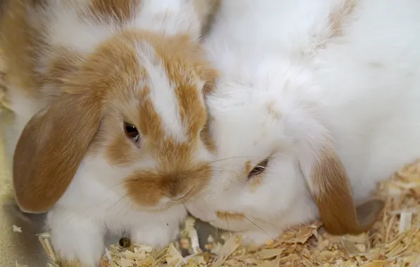 Rabbits, kids, sawdust