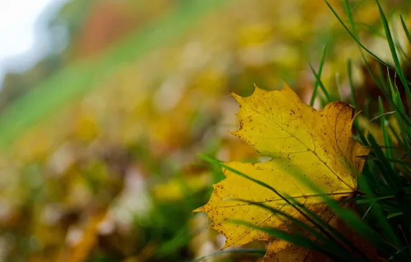 Grass, sheet, fallen, autumn