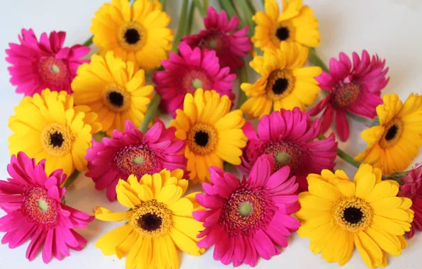 Flowers, pink, yellow, Gerbera