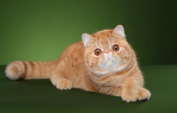 Cat, cat, look, pose, red, face, green background, Studio