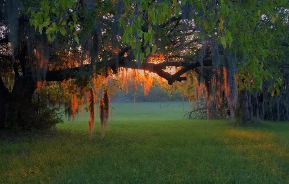 Forest, grass, trees, sunset, branches, glade