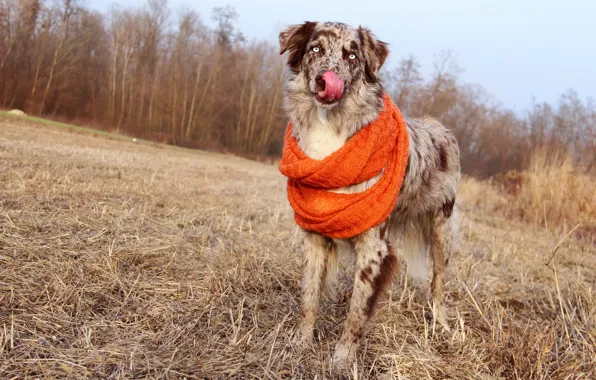 Field, autumn, forest, language, the sky, dog, scarf, straw