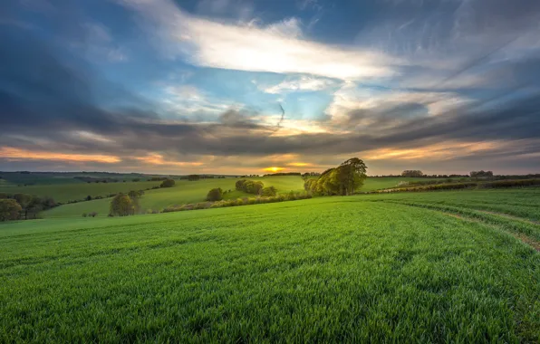 Picture field, summer, trees, sunset