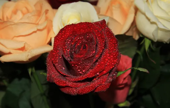 Drops, background, roses, bouquet