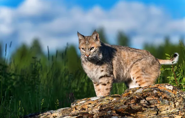 Grass, look, pose, log, lynx