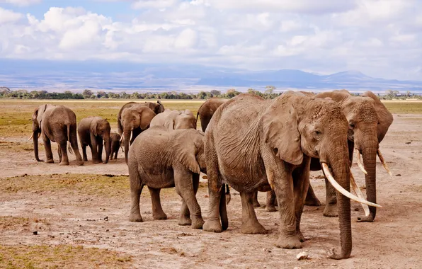 Animals, elephants, wildlife