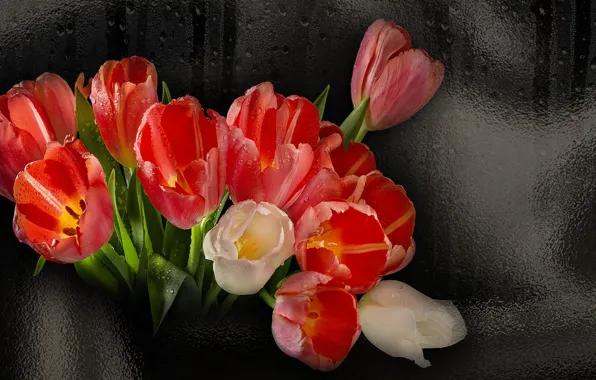 Picture flowers, beauty, glamour, tulips, the Wallpapers