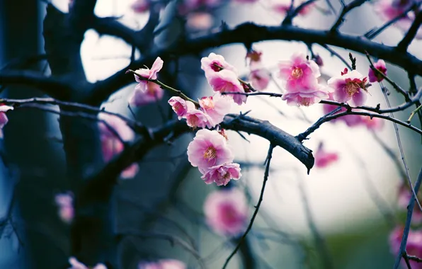 Flowers, branches, cherry, background, blur, spring, Sakura, pink