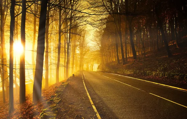 Picture road, autumn, forest, light, morning