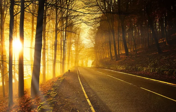 Road, autumn, forest, light, morning