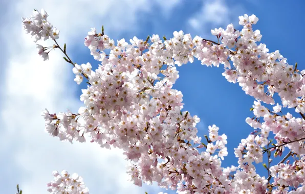 Picture the sky, clouds, branches, cherry, spring, Sakura, flowering