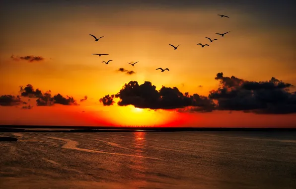 Picture sunset, birds, shore