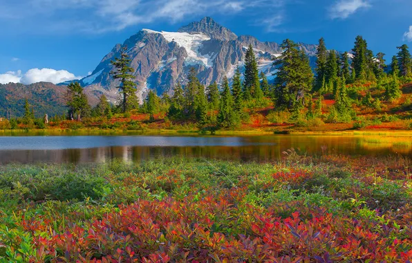 Forest, the sky, clouds, trees, flowers, mountains, lake, the bushes