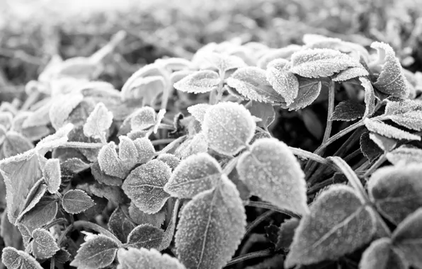 Frost, leaves, frost, Black and white