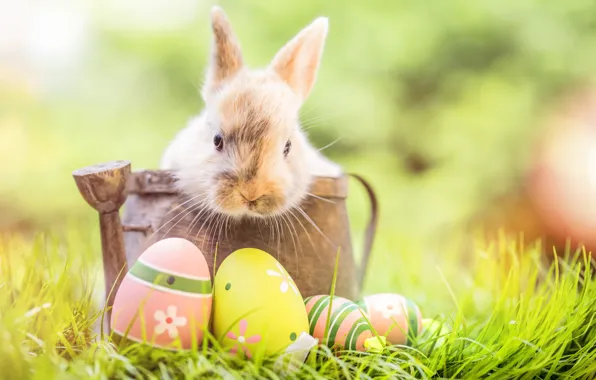 Grass, flowers, rabbit, Easter, happy, flowers, spring, Easter