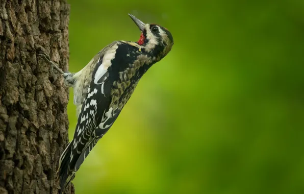 Picture tree, bird, woodpecker