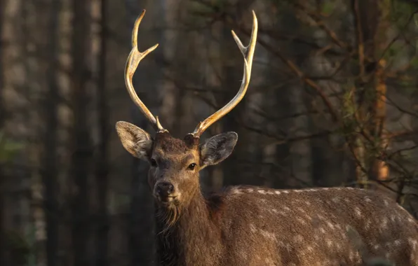 Horns, deer, fur