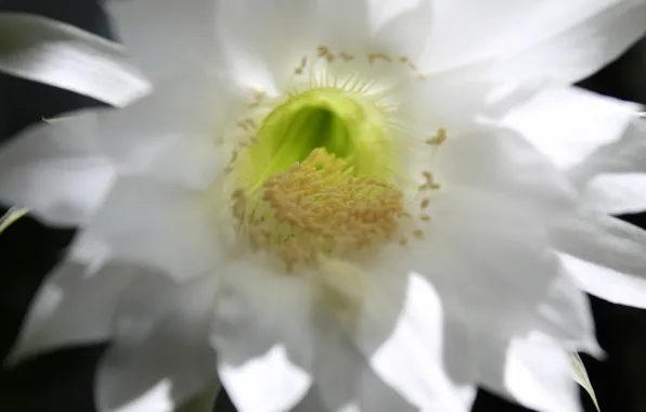 Picture macro, cactus, stamens