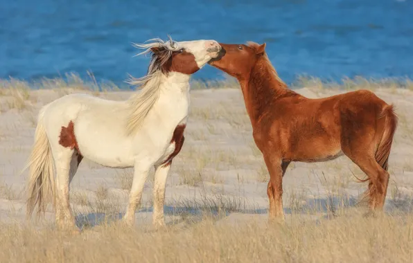 Sand, sea, beach, grass, pose, shore, horses, horse