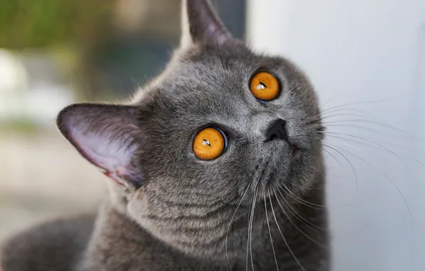 Cat, cat, look, pose, face