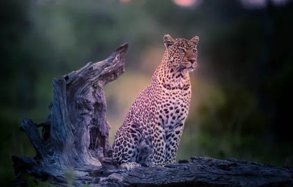 Predator, leopard, snag, wild cat