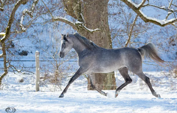 Grey, horse, horse, running, grace, (с) Oliver Seitz