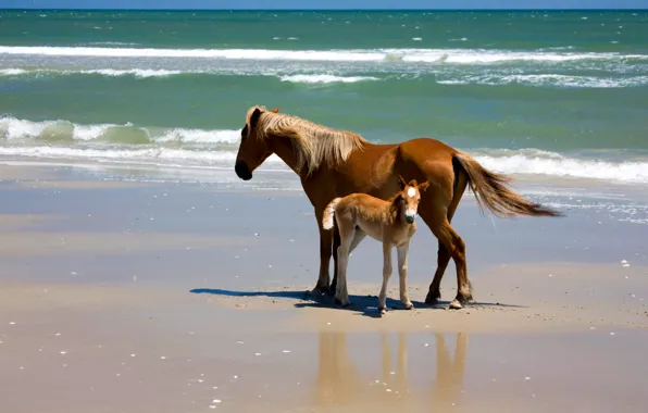 Sea, water, nature, shore, horse, foal
