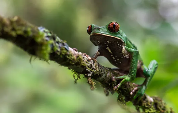 Macro, background, moss, frog, branch, bokeh, treefrog, red-eyed