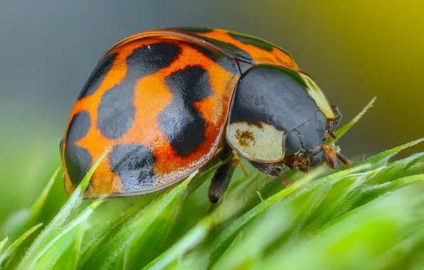Macro, green, background, plant, ladybug, beetle, spot, insect