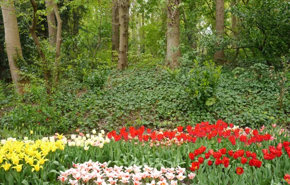 Picture trees, flowers, garden, tulips, Netherlands, Keukenhof, Lisse