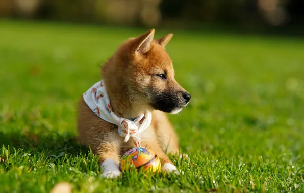 Puppy, walk, the ball, Shiba