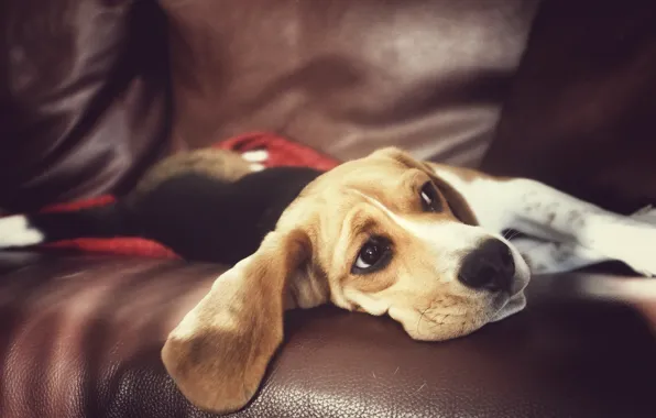 Look, house, dog, Beagle
