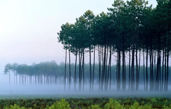 Trees, landscape, fog, dawn, Pine