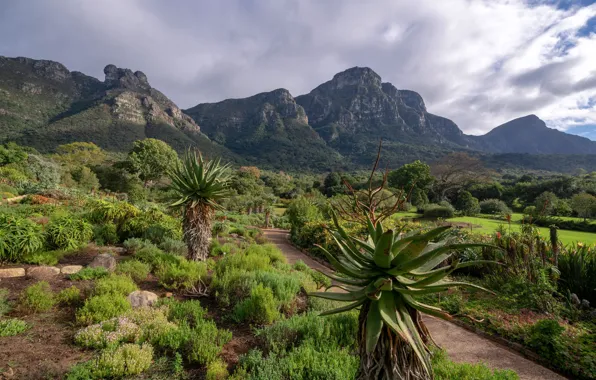 Forest, clouds, trees, mountains, nature, Park, rocks, track
