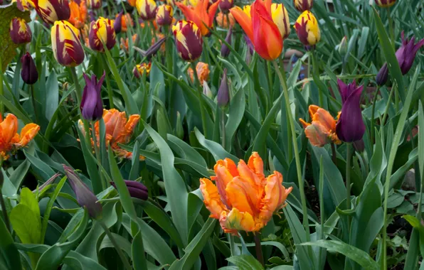 Leaves, flowers, stem, tulips, buds