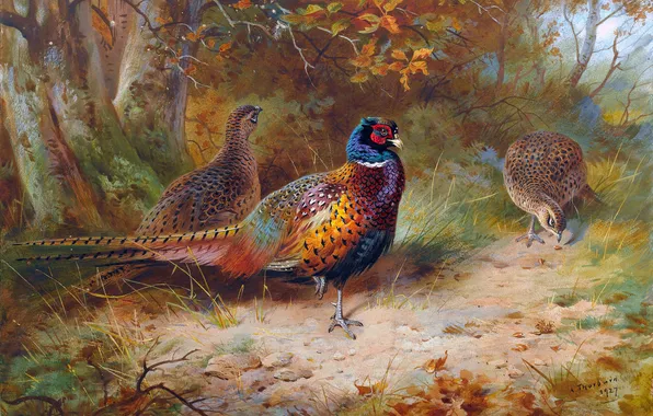 Trees, Birds, Picture, Pheasants, Archibald Thorburn, Archibald Thorburn,, Scottish painter, Autumn cover