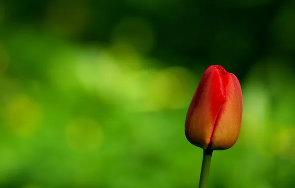 Picture flower, red, background, Tulip, stem, Bud, green