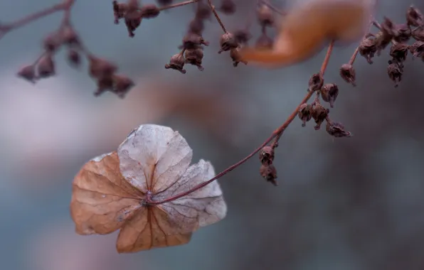 Picture autumn, flowers, sprig, plant, Dry