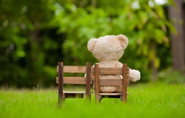 Grass, toy, garden, bear, chair, bear, garden, teddy
