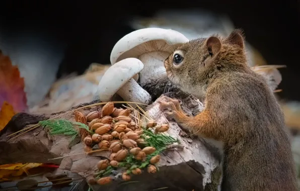 Pose, the dark background, mushrooms, seeds, protein, fruit, muzzle, log