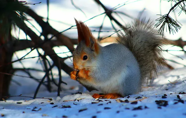 Forest, snow, protein, twigs