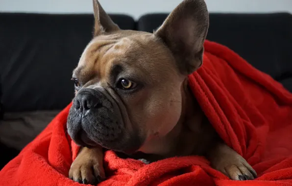 Dog, fabric, bulldog, dog, dog, French bulldog