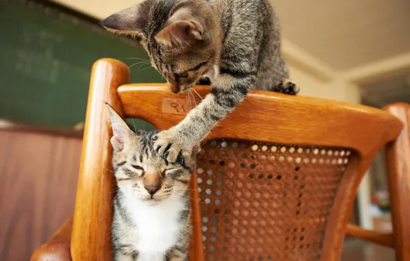 Play, eyes, chair, animal, situation, paws, fur, mustache