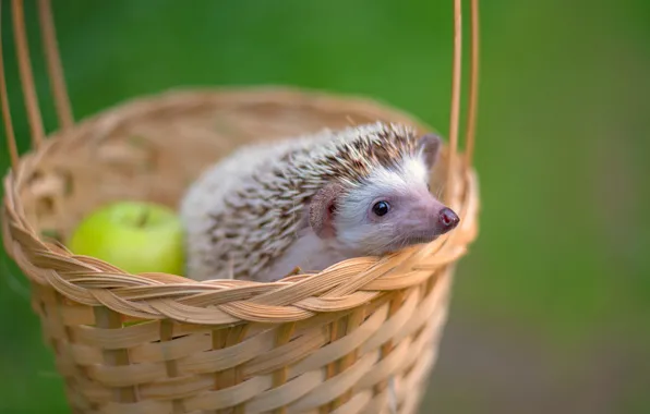 Picture white, apples, face, basket, green background, hedgehog, bokeh