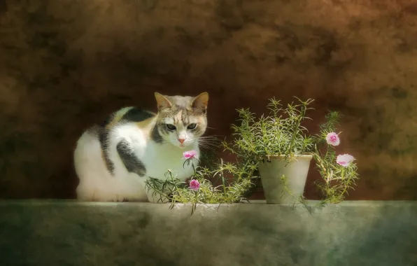 Picture cat, flowers, background