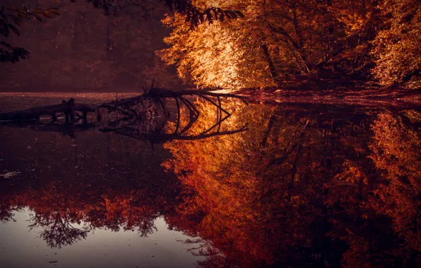 Picture autumn, forest, trees, lake, reflection