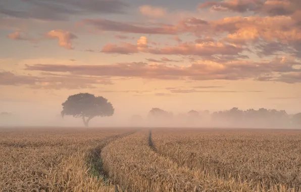 SUMMER, FOG, MORNING, EARS