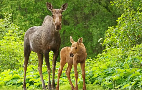 Summer, nature, moose